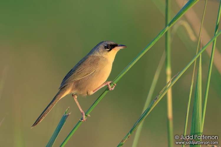 Gray-crowned Yellowthroat, Belize